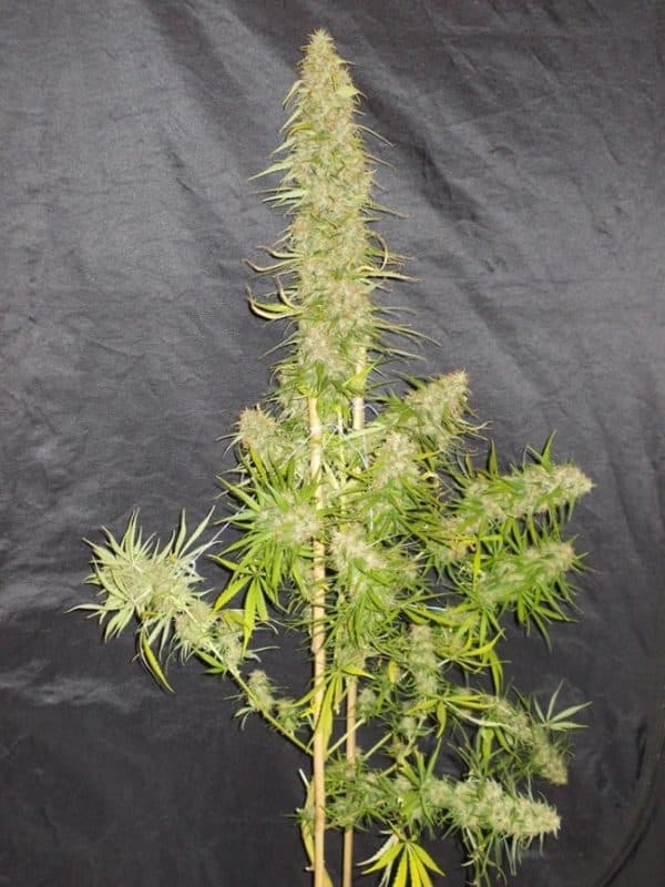 Zamaldelica Ace Seeds cannabisfrø