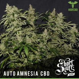auto-amnesia-cbd