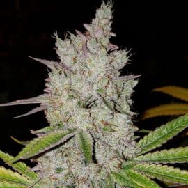 Lilac Diesel Rbx2 Auto Ethos Genetics cannabis seeds