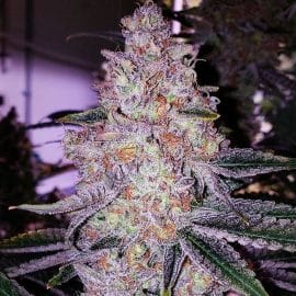 Planet of the Grapes RBX Ethos Genetics cannabis seeds