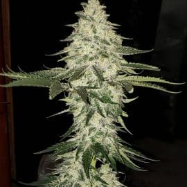 PLANET OF THE GRAPES AUTO Ethos Genetics cannabis seeds